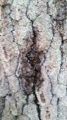 Corthylus columbianus