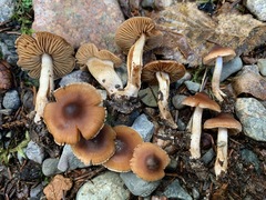 Cortinarius fulvescens