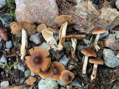 Cortinarius fulvescens