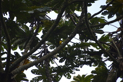 Anisognathus somptuosus