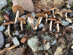 Cortinarius fulvescens