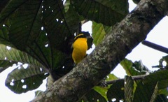 Anisognathus somptuosus