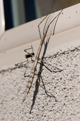 Parabacillus hesperus