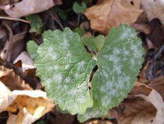 Erysiphe cruciferarum
