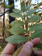 Ligustrum obtusifolium