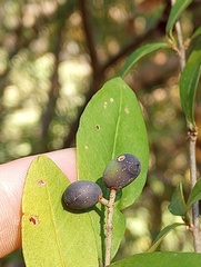 Ligustrum obtusifolium
