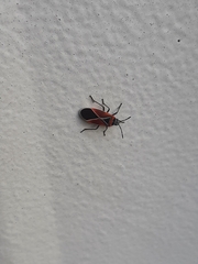 Neacoryphus bicrucis