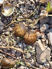 Cyclonaias tuberculata