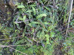 Blechnum blechnoides