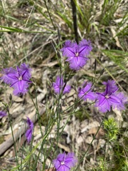 Thysanotus tuberosus