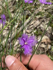 Thysanotus tuberosus
