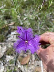 Thysanotus tuberosus