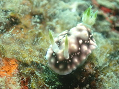 Goniobranchus geometricus