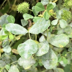Erysiphe pisi