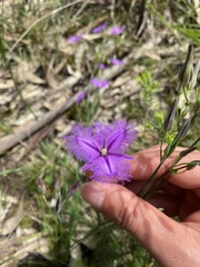 Thysanotus tuberosus