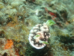 Goniobranchus geometricus