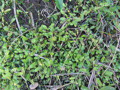 Leptinella squalida