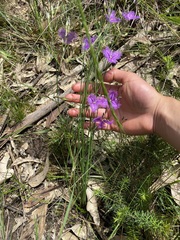 Thysanotus tuberosus
