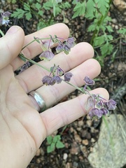 Mirabilis linearis