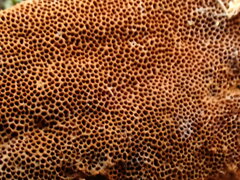 Fomitiporia punctata