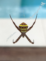 Argiope aetherea