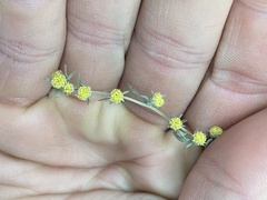 Artemisia michauxiana