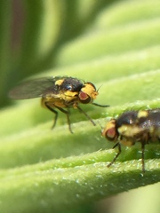 Liriomyza clianthi