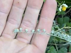 Artemisia michauxiana