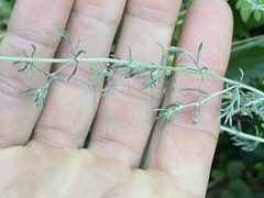 Artemisia michauxiana
