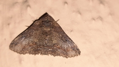 Pericyma