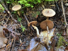 Cortinarius angelesianus