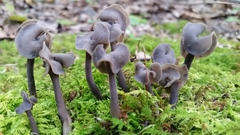 Helvella atra