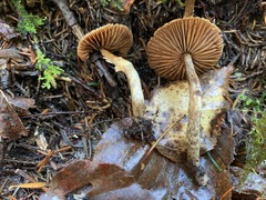 Cortinarius angelesianus