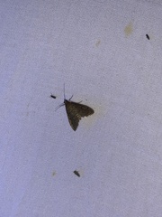 Idia diminuendis