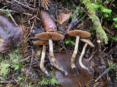 Cortinarius angelesianus