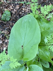 Cynoglossum officinale