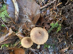 Cortinarius angelesianus