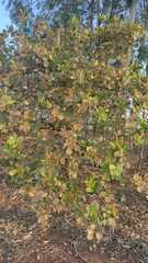 Anacardium occidentale