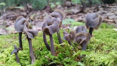 Helvella atra