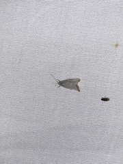 Argyria gonogramma