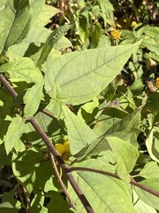 Helianthus hirsutus