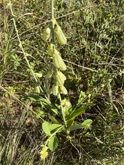 Crotalaria spectabilis