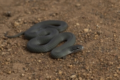 Drysdalia coronoides