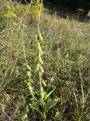 Crotalaria spectabilis