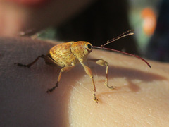 Curculio