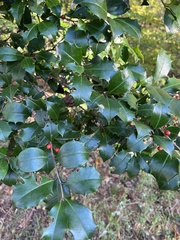 Ilex opaca