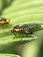 Liriomyza clianthi