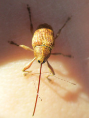 Curculio
