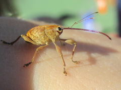 Curculio