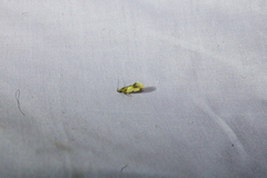 Epicallima argenticinctella